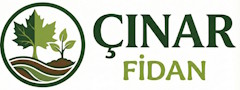Çınar Fidan